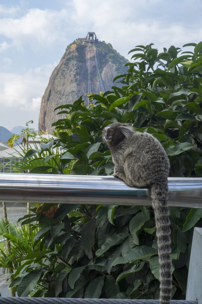 Trilha-do-Morro-da-Urca