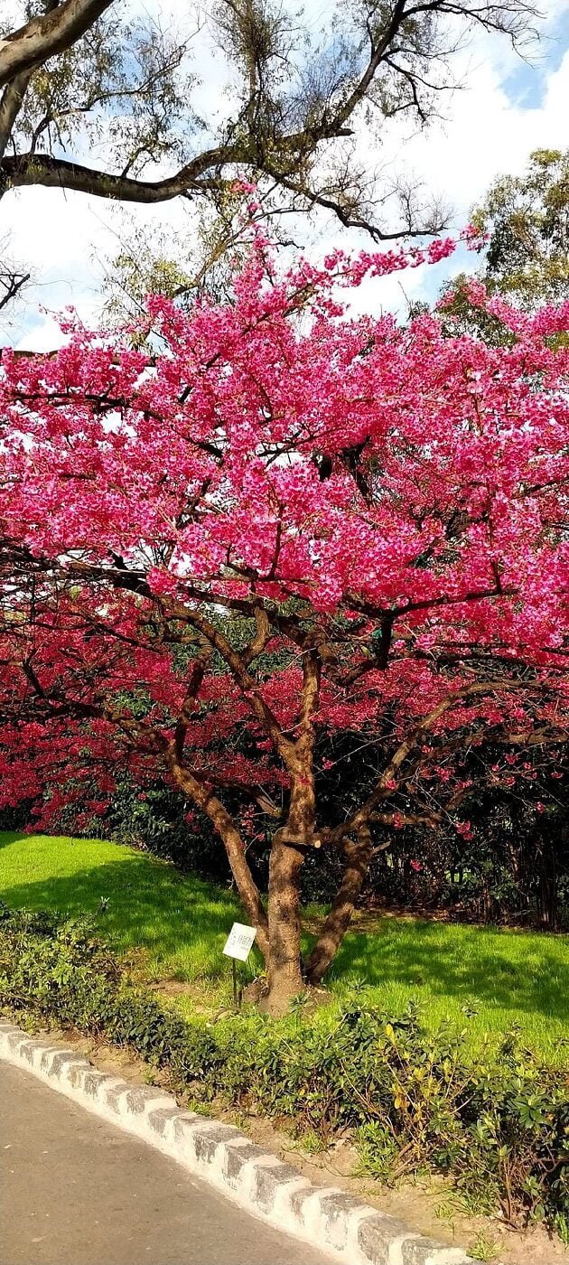 jardim-japonês-buenos-aires